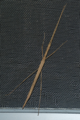 Sipyloidea