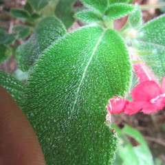 Gesnerieae