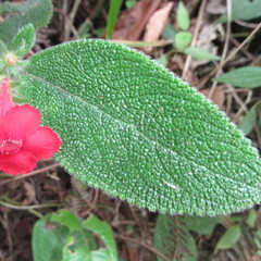 Gesnerieae