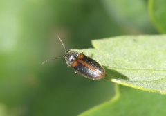 Tetralimonius ornatulus