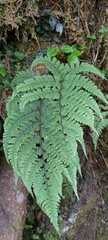 Athyrium tripinnatum