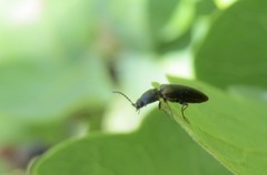 Tetralimonius ornatulus