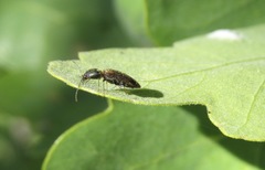 Tetralimonius ornatulus