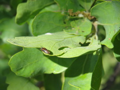 Tetralimonius ornatulus