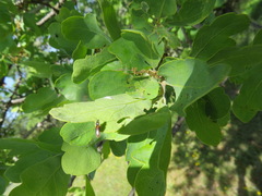 Tetralimonius ornatulus