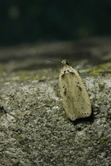 Agonopterix yeatiana