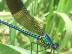 Calopteryx syriaca