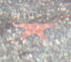 Evasterias troschelii