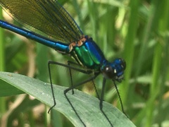 Calopteryx syriaca