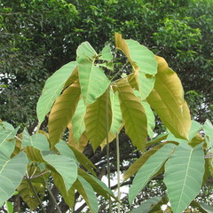 Didymopanax