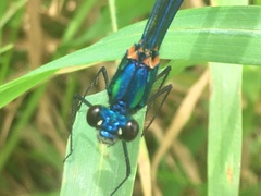 Calopteryx syriaca