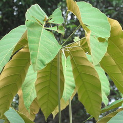 Didymopanax