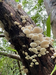 Filoboletus
