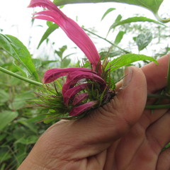 Siphocampylus longibracteolatus