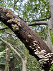 Filoboletus