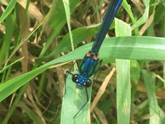 Calopteryx syriaca