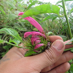 Siphocampylus longibracteolatus