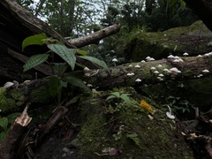 Filoboletus