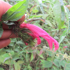 Siphocampylus longibracteolatus