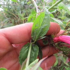 Siphocampylus longibracteolatus