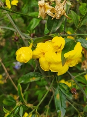 Jasminum mesnyi