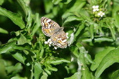 Phyciodes picta
