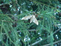 Marumba cristata bukaiana