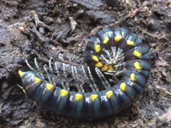 Harpaphe haydeniana scotia