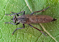 Rhadiurgus variabilis
