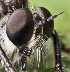 Rhadiurgus variabilis