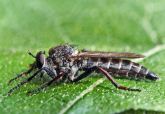 Rhadiurgus variabilis