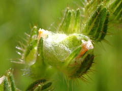 Schizomyia macrofila