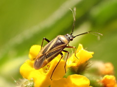 Plagiognathus moerens