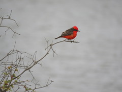 Pyrocephalus rubinus