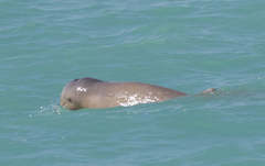 Orcaella heinsohni