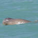 Australiandelfiini - Photo (c) chris_barnesoz, osa oikeuksista pidätetään (CC BY-NC)