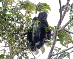 Ateles geoffroyi vellerosus
