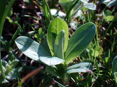 Sericocarpus rigidus