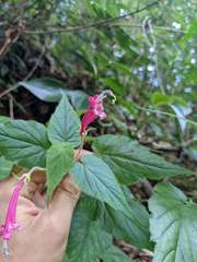 Siphocampylus nematosepalus