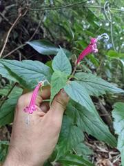 Siphocampylus nematosepalus