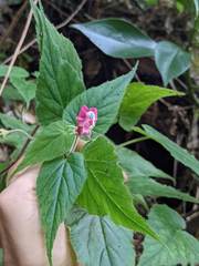 Siphocampylus nematosepalus