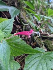 Siphocampylus nematosepalus