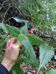 Siphocampylus nematosepalus