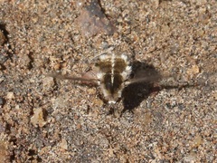 Bombylius curtirhynchus