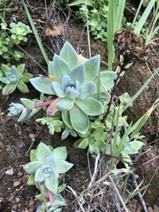 Dudleya caespitosa