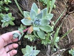 Dudleya caespitosa