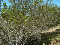 Ceanothus arboreus
