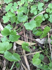 Hydrocotyle acutiloba