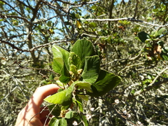 Ceanothus arboreus