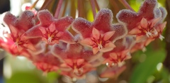 Hoya pubicalyx